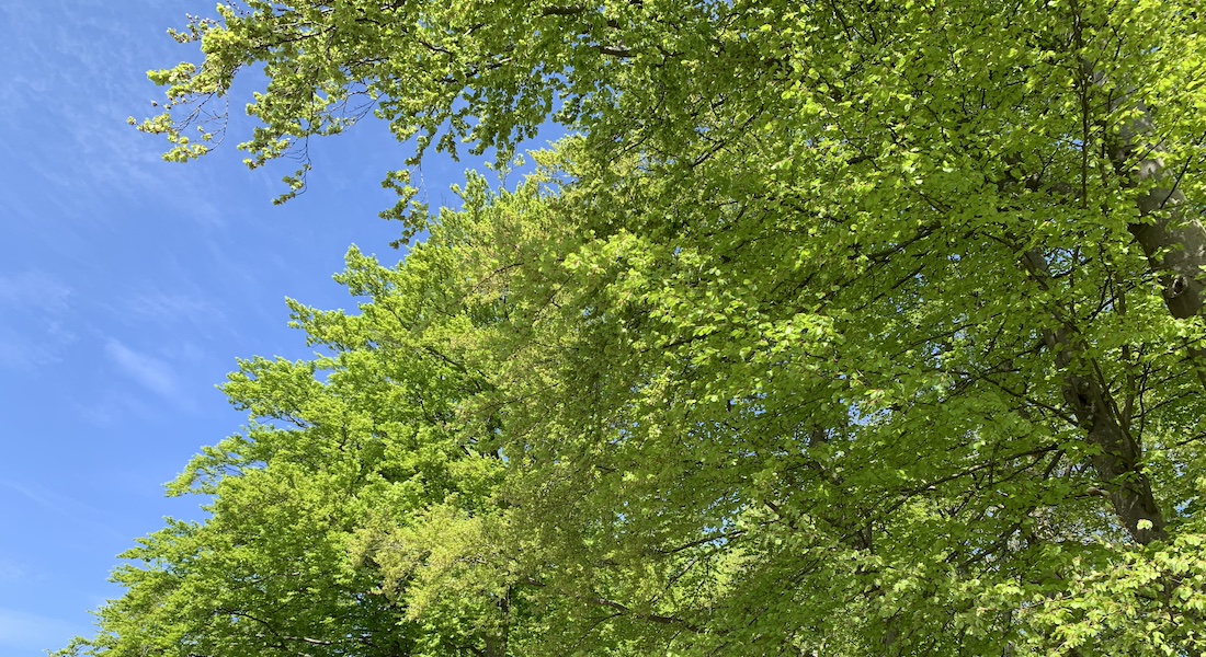 Green beech forest under blue skies.