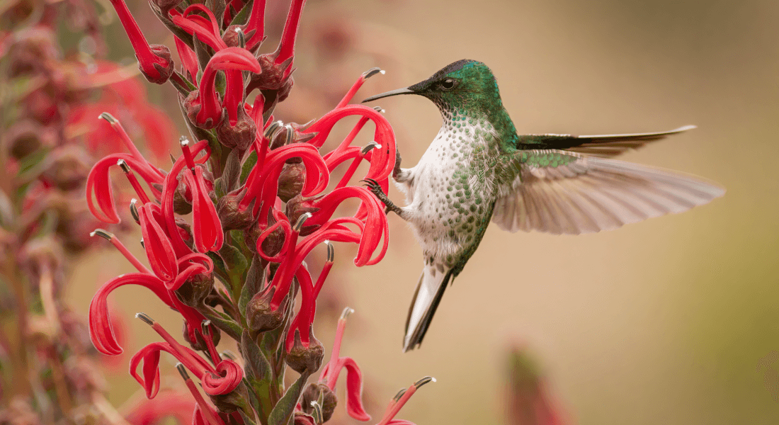Hummingbird sucks nectar from pink flower