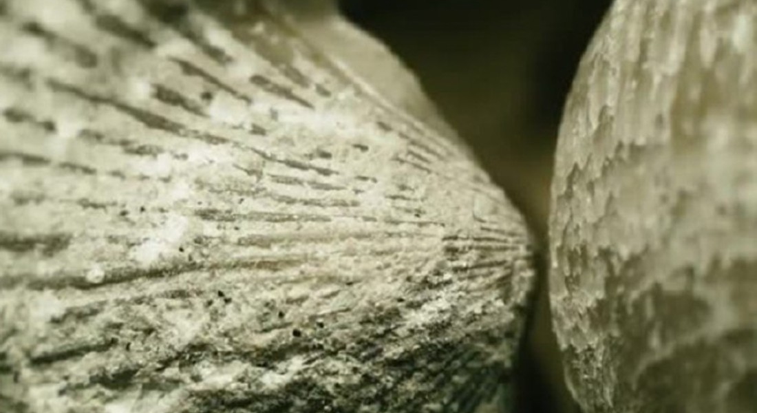 Brachiopod close up