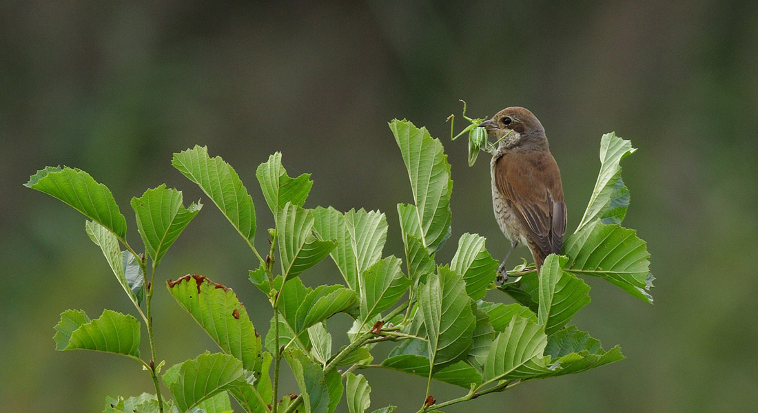 Red-backed shrike in canopy with insect catch