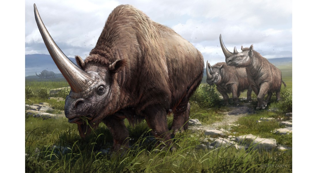 Drawing of three extinct rhinoceros species