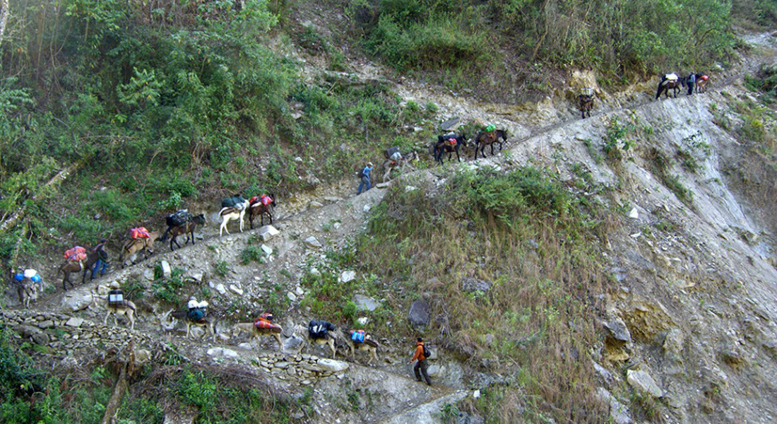 People and mules goind up a mountain