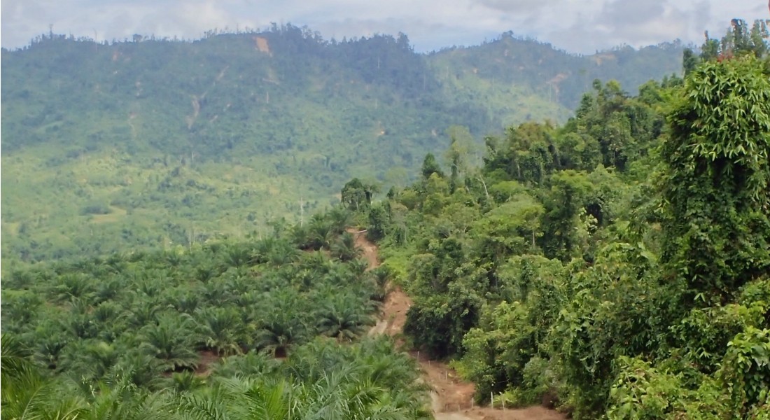 Forest landscape