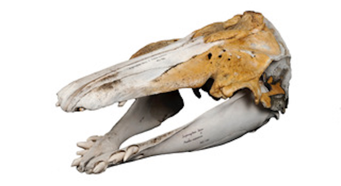 Animal skull.