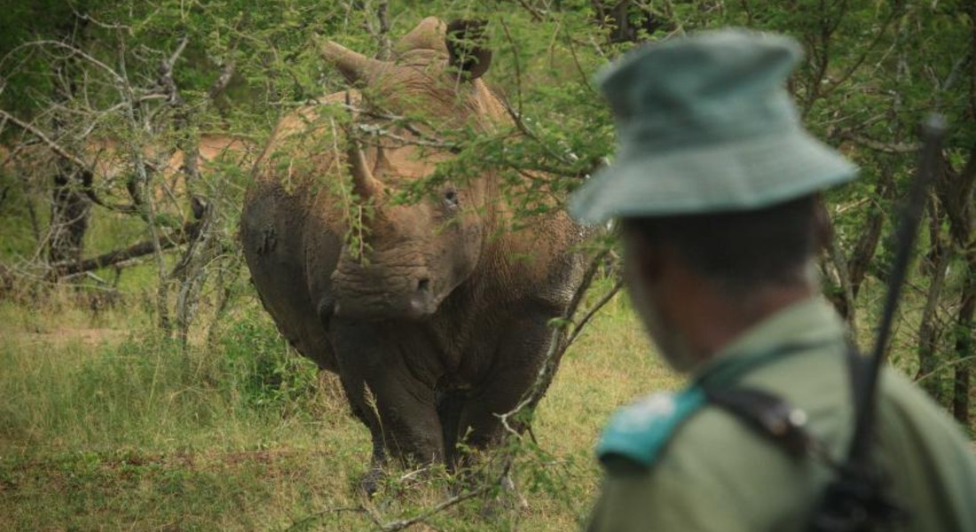 Rhinoceros conservation