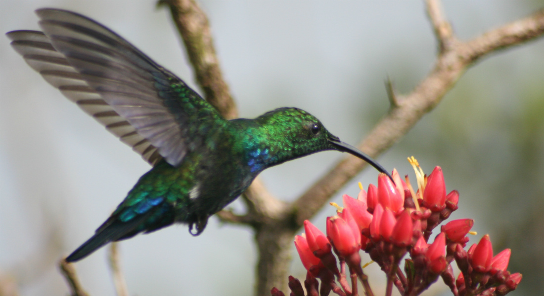 Close-up of a small bird getting nectar from a red flower.