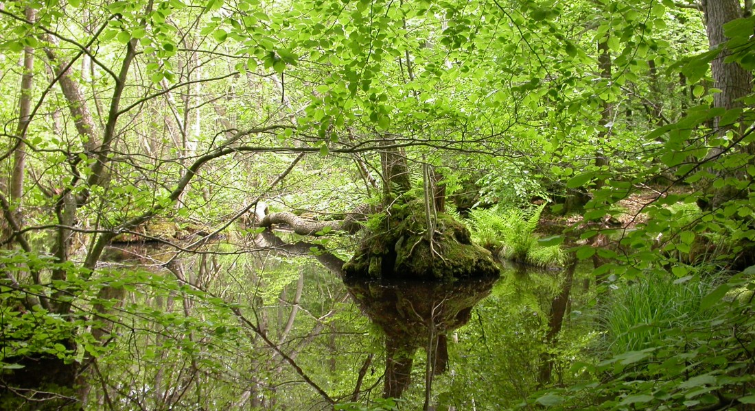 forest scene