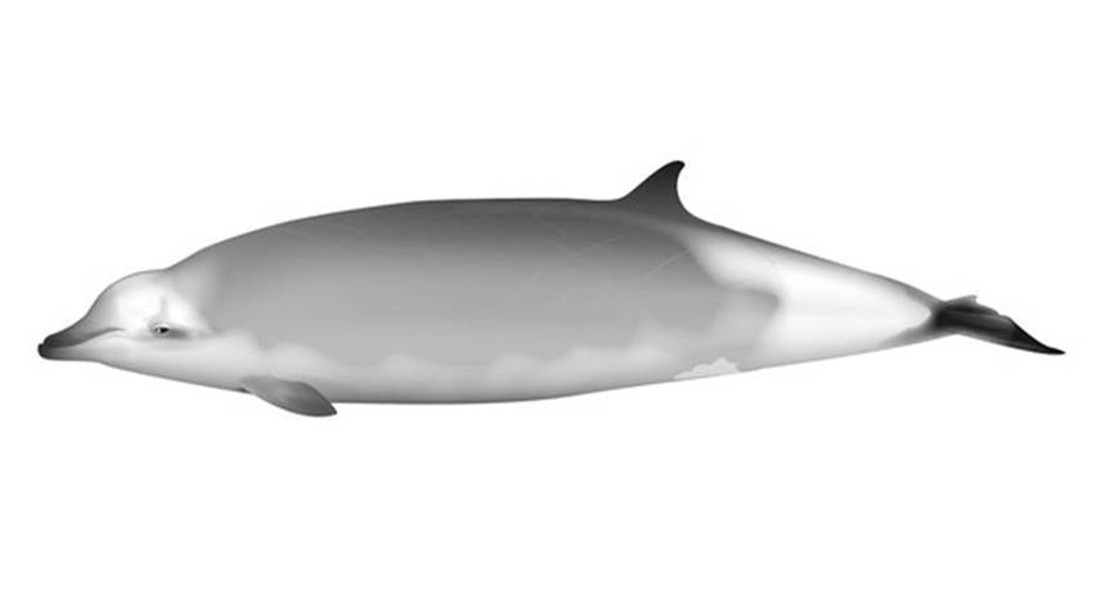 Ramari's beaked whale on Top-10 list of marine species discovered in 2021 –  University of Copenhagen