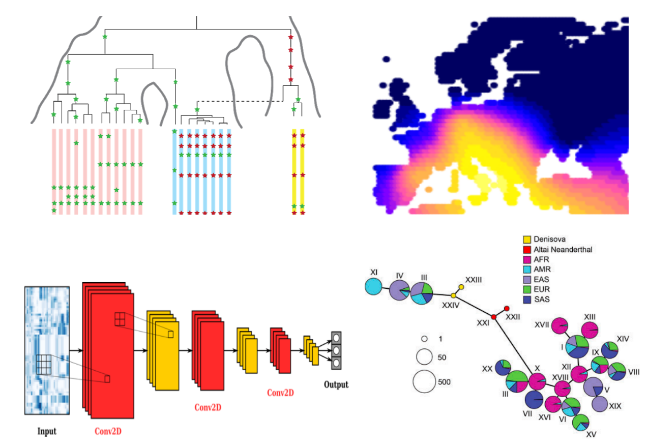 Illusastration of population genetic theory models.