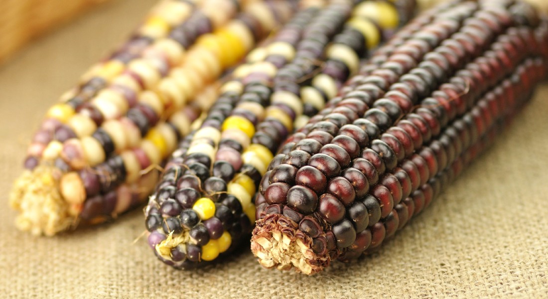 Close-up of three yellow and red maize.