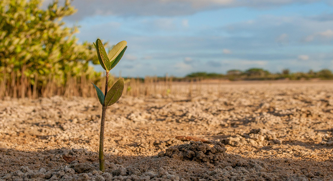 Mangrove shoot