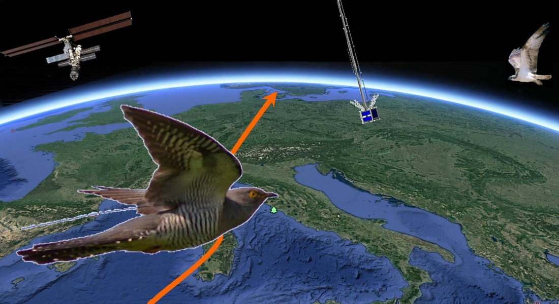 Illustration of migratory birds patterns.