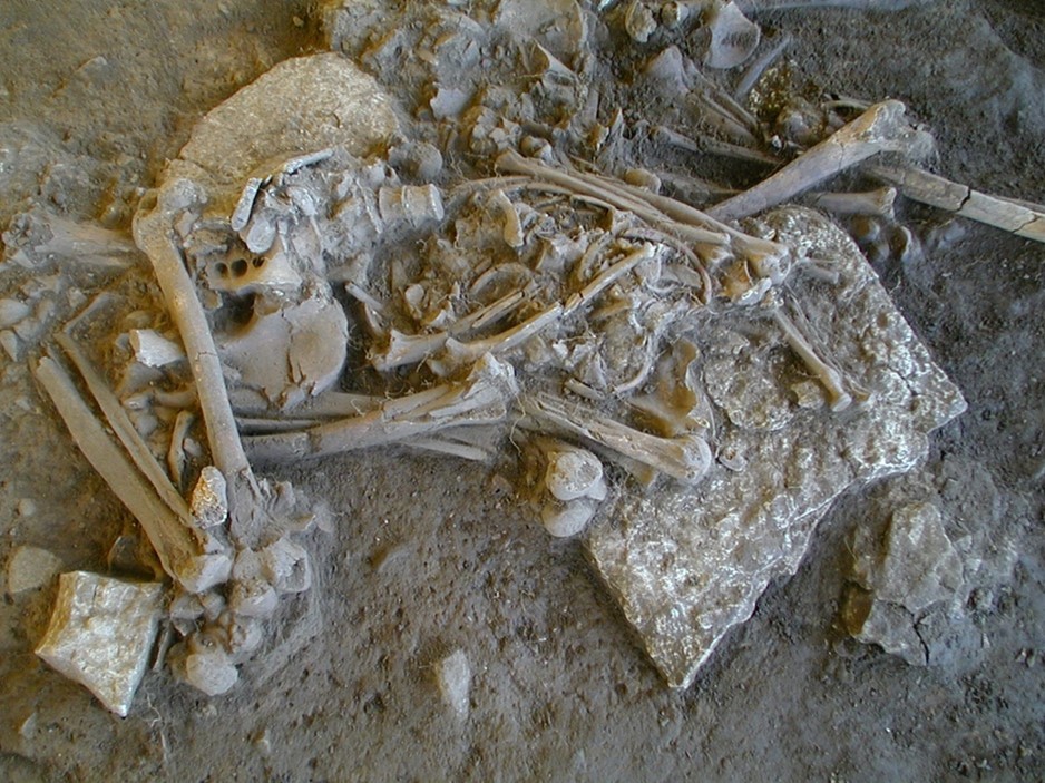 One of the complete skeletons found in the Frälsegården passage grave. Photo credit: Karl-Göran Sjögren.