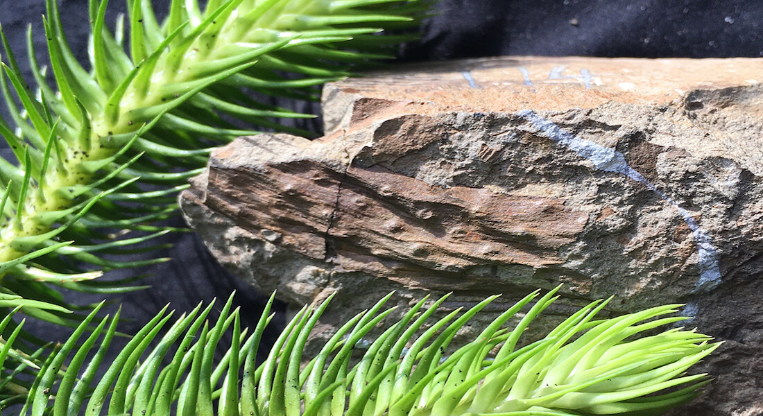 Picture of Lycopodium species, living and fossilized. Credit MAR Harding.