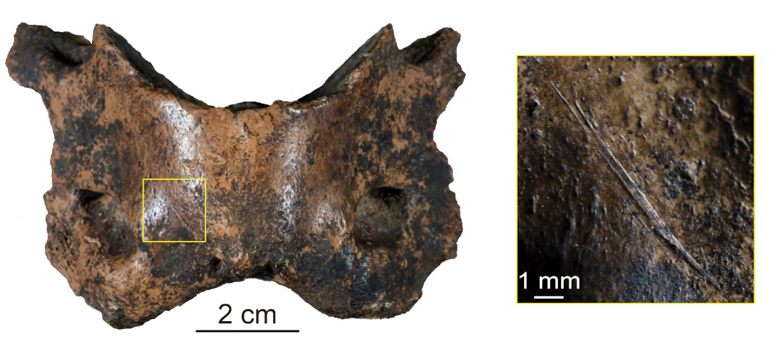 Spotted hyena vertebra bone containing traces of human activities such as cut marks