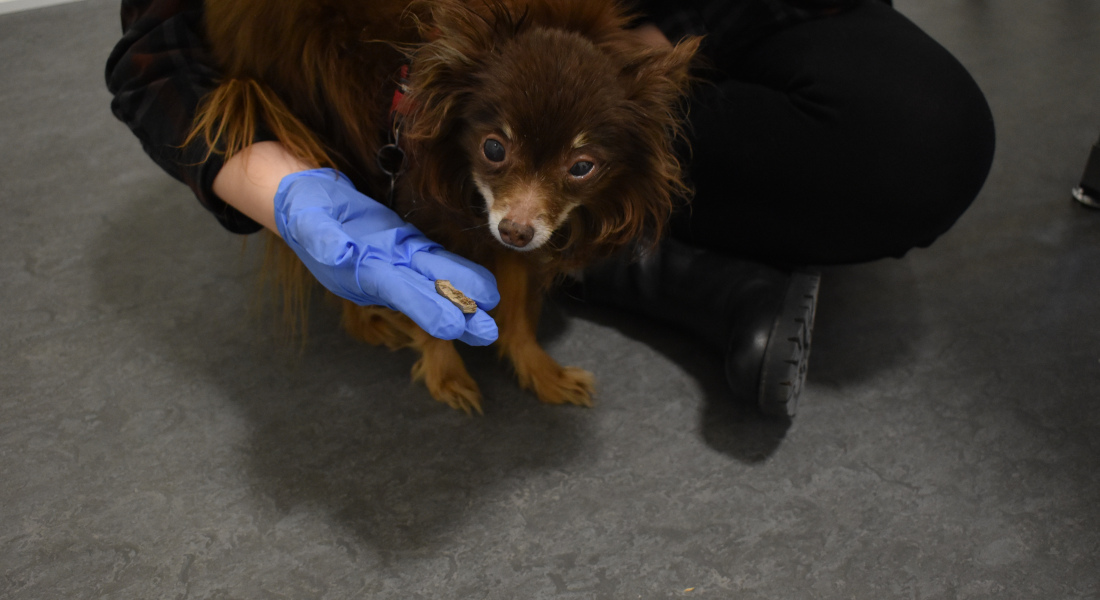 A small dog being handed a horse bone fragment, so it can be contaminated. A small dog being handed a horse bone fragment, so it can be contaminated.