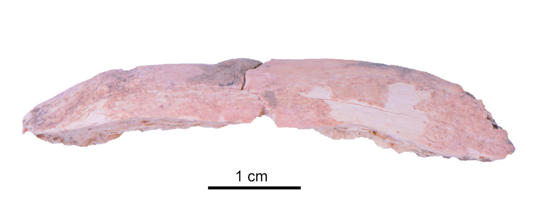 A Denisovan rib fragment