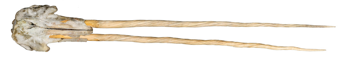Scientific documentation of narwhal bones on white background.