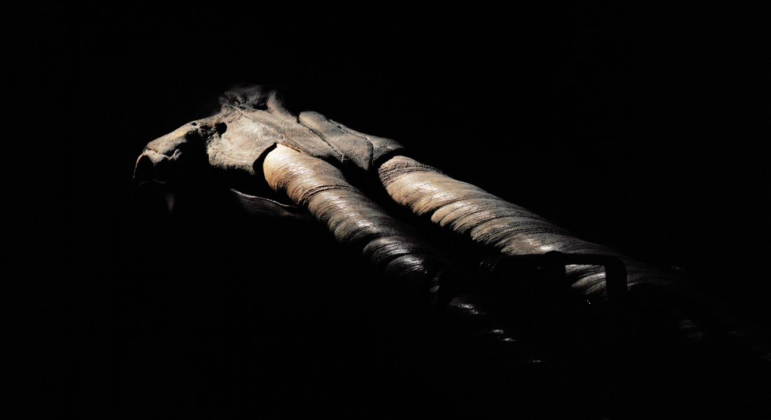 Two-tusked narwhal bones lighted up by spotlights with a black backdrop.