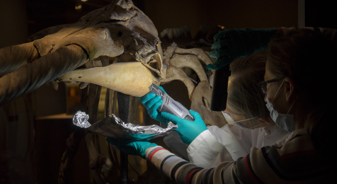 Researchers collecting samples from narwhal bones.