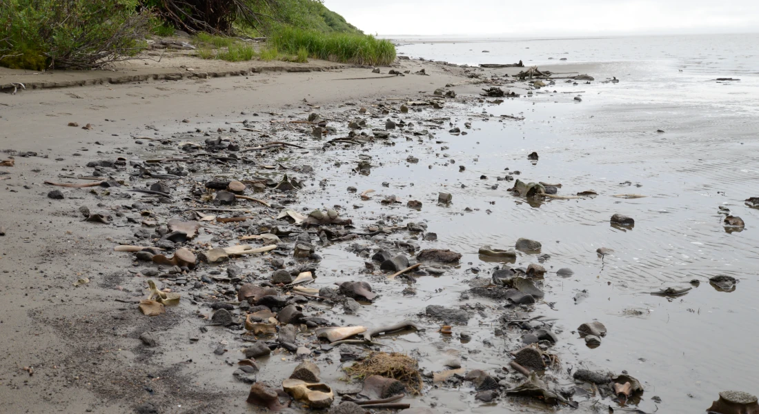 Beluga bones on the beach at the Inuvialuit village of Kuukpak bear witness to hundreds of years of subsistence harvests. 