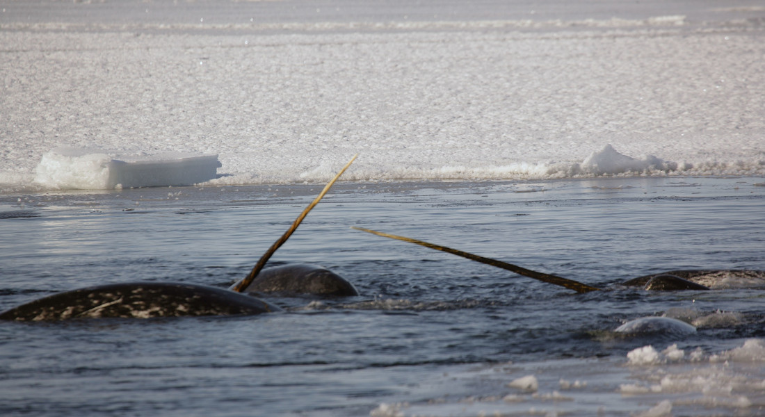 Narwhales swimming in arctic sea, their horns visible above the surface