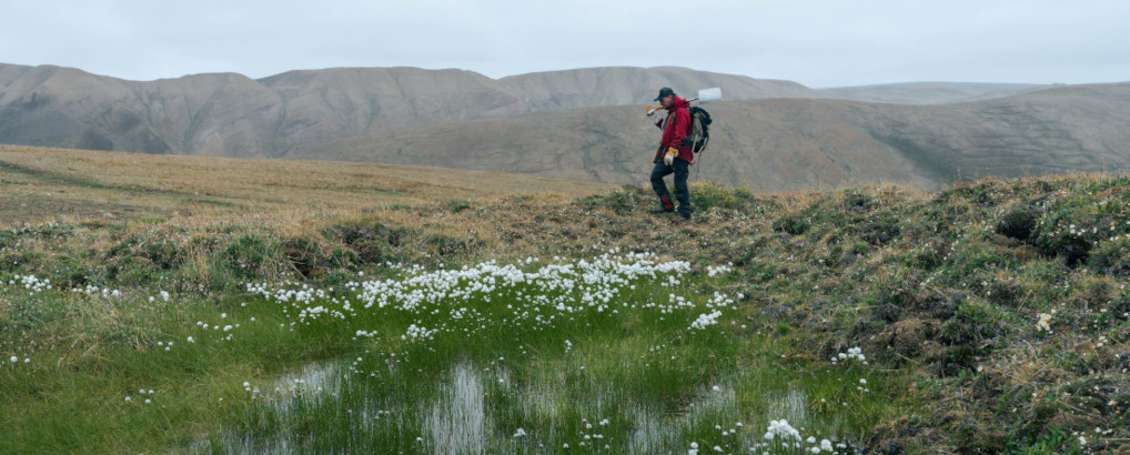 Professor Kurt Kjær walking in grass field during fieldwork at Ellesmere Island