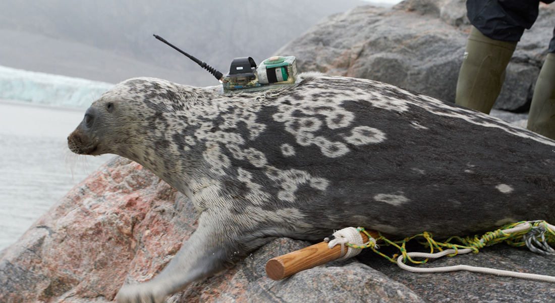 The scientific study used telemetry, aerial survey data and genomic analyses to document the existence of the unique Kangia ringed seal.