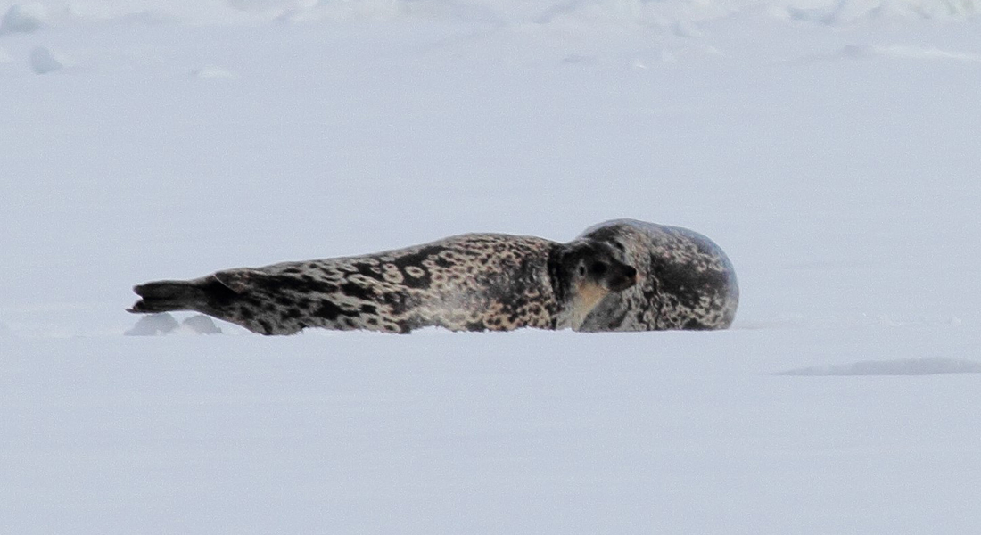 The newly described Kangia ringed seal is larger than typical Arctic ringed seals and have a unique coat coloration.