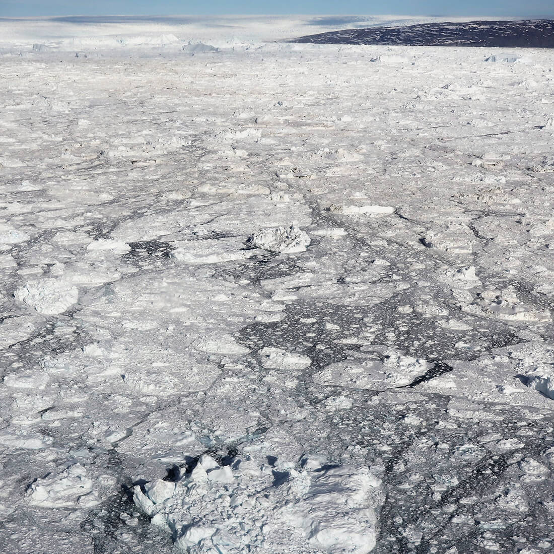 The newly described Kangia ringed seal lives in the unique glacial habitat of the Ilulissat Icefjord, a UNESCO World Heritage Site.