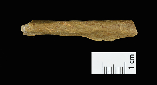 Human bone fragment from the new excavations at Ranis.