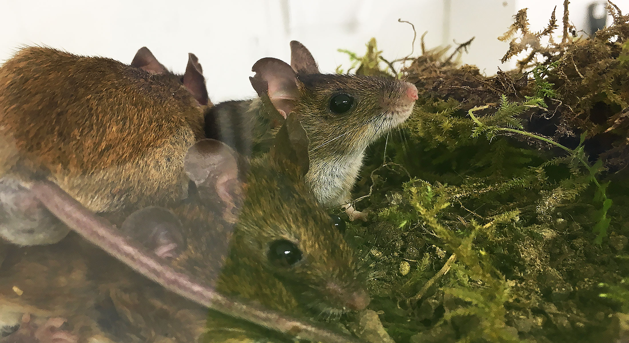 Wild wood mice in captivity experiment