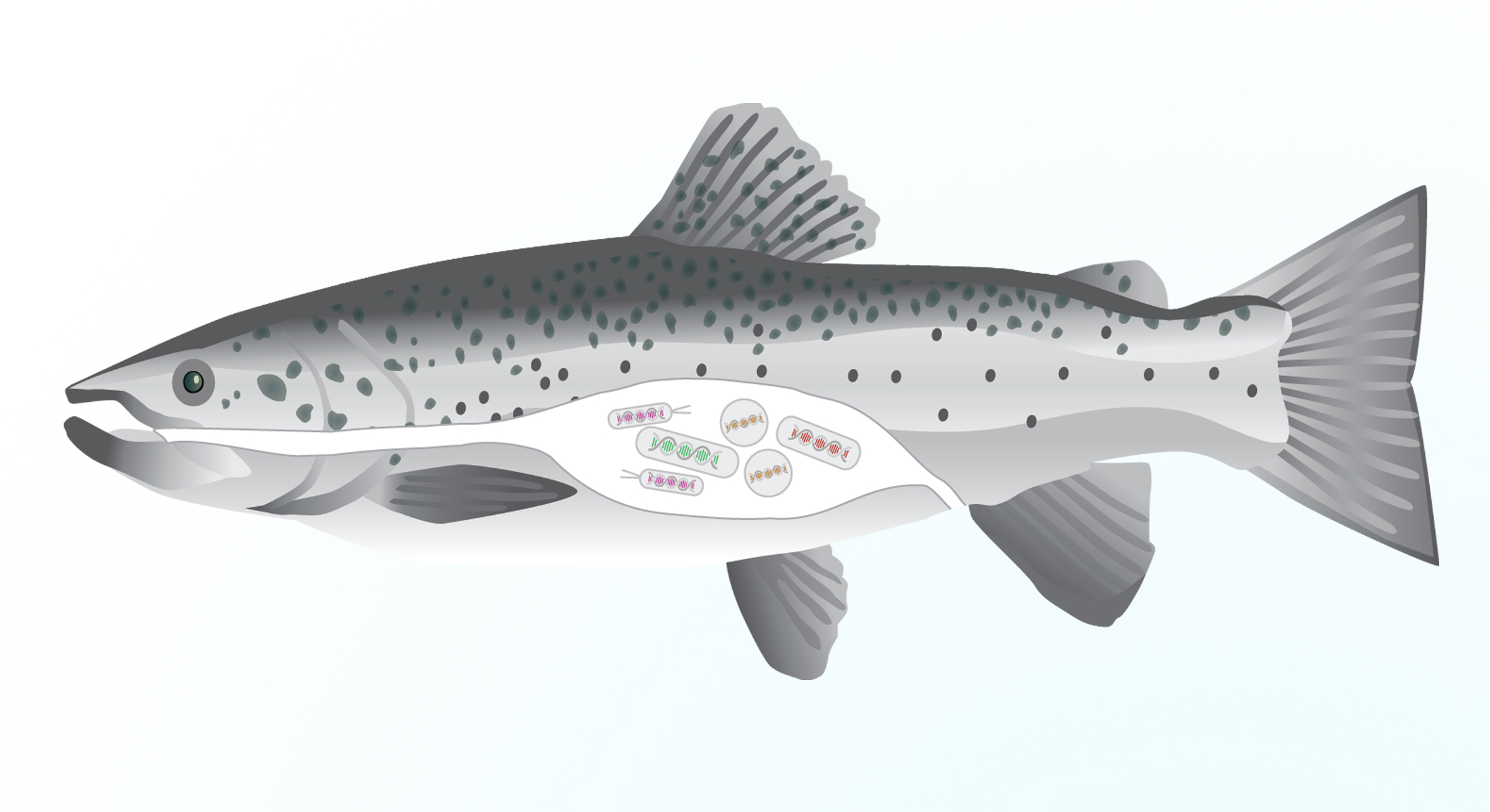Illustration of a salmon and its gut microorganisms